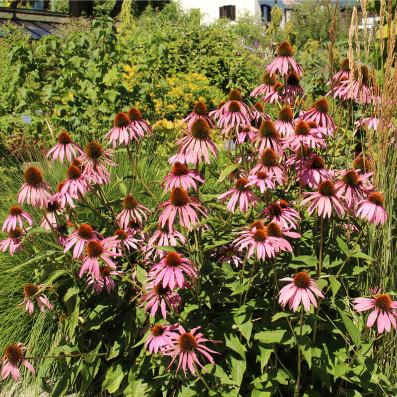 Pale Purple Coneflower - Image 2