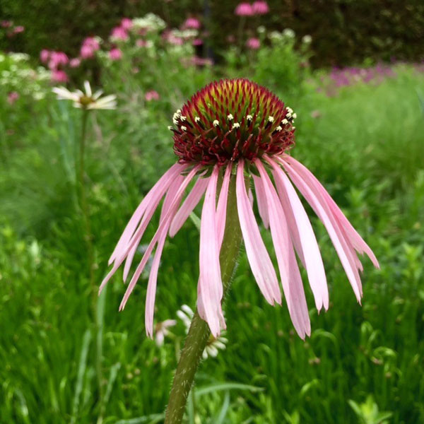 Pale Purple Coneflower - Image 3