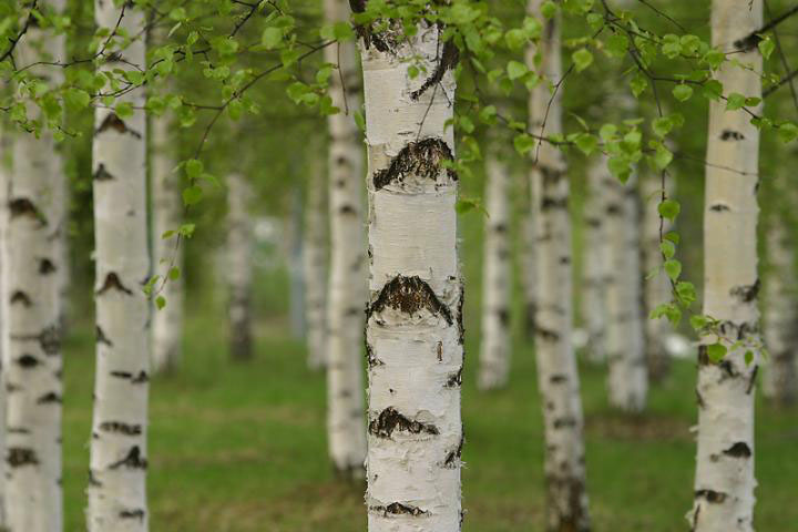 Paper Birch - Image 2