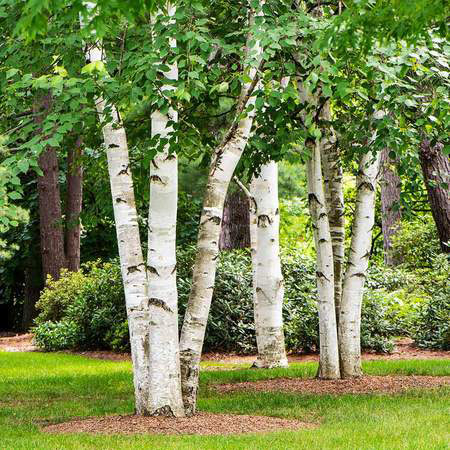 Paper Birch - Image 3