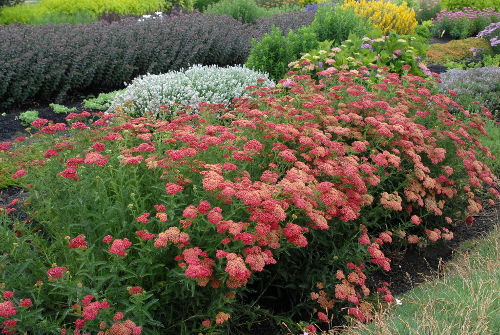 Paprika Yarrow - Image 2