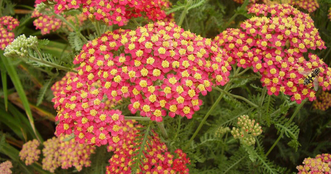 Paprika Yarrow - Image 3