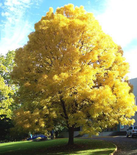 Patmore Green Ash - Image 2