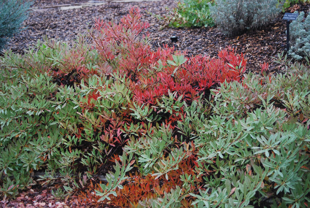 Pawnee Buttes Western Sand Cherry - Image 2