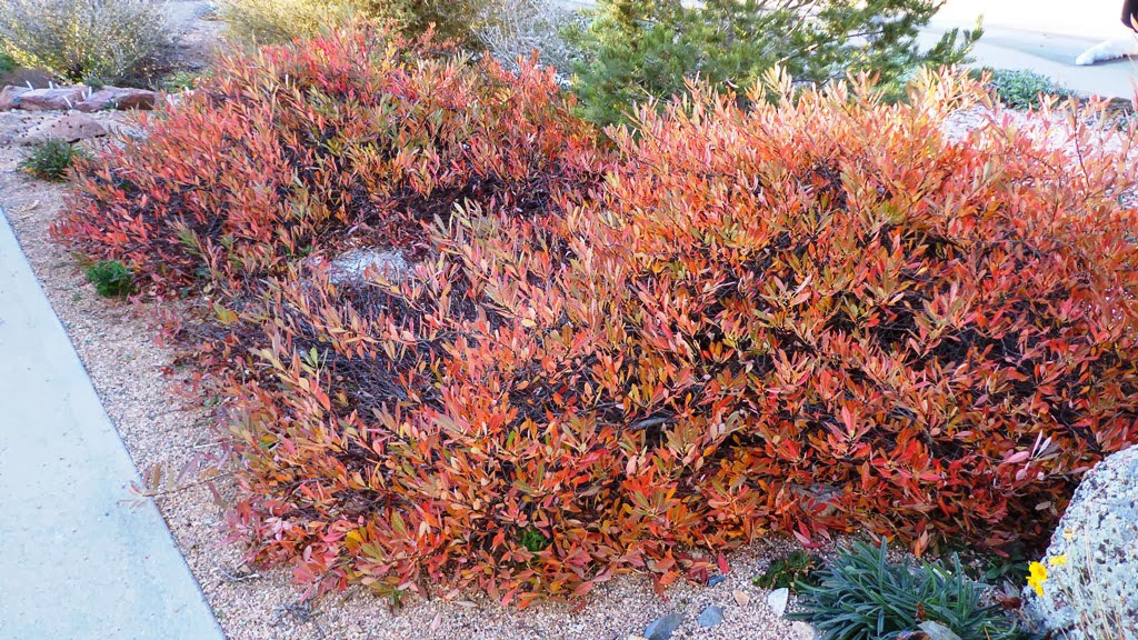 Pawnee Buttes Western Sand Cherry - Image 3