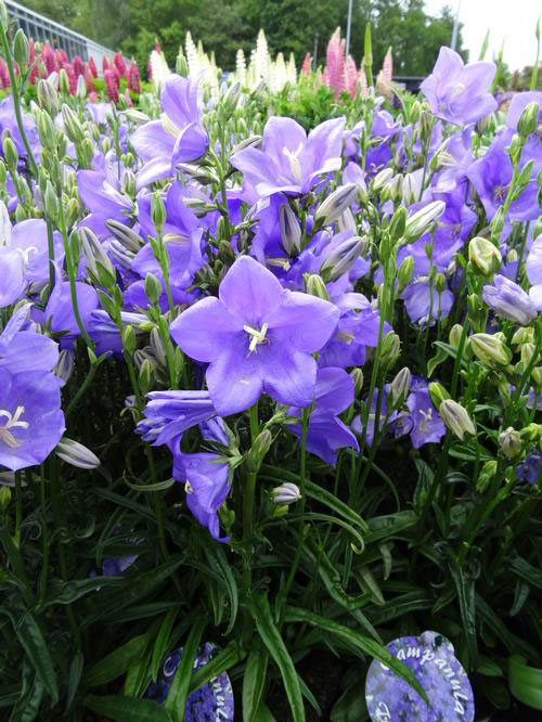 Peach-Leaved Bellflower - Image 2