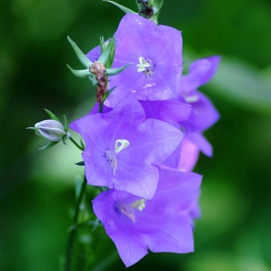 Peach-Leaved Bellflower - Image 3
