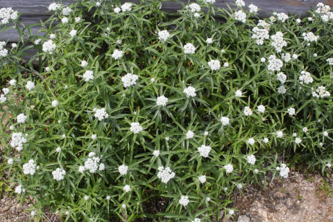 Pearly Everlasting - Image 2