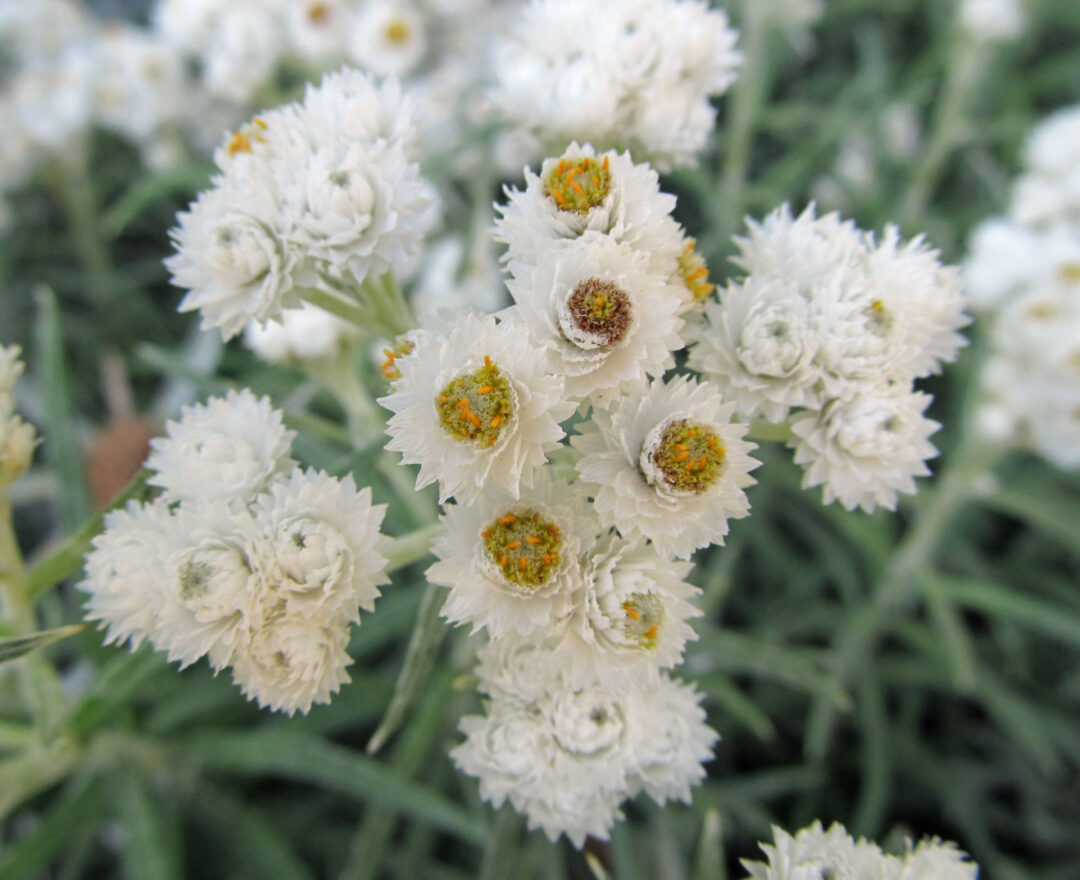 Pearly Everlasting - Image 3