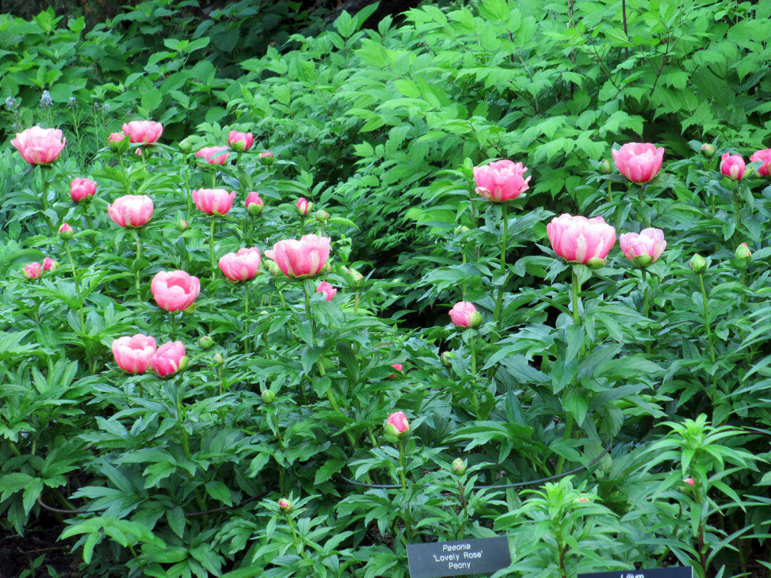 Peonies - Image 2