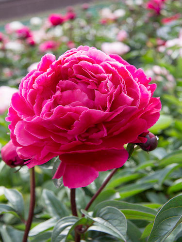 Peonies - Image 3