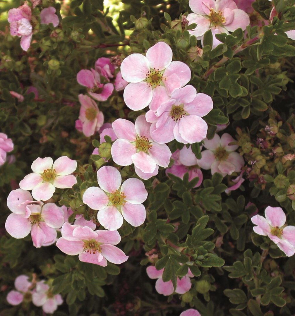 Pink Beauty Potentilla - Image 2