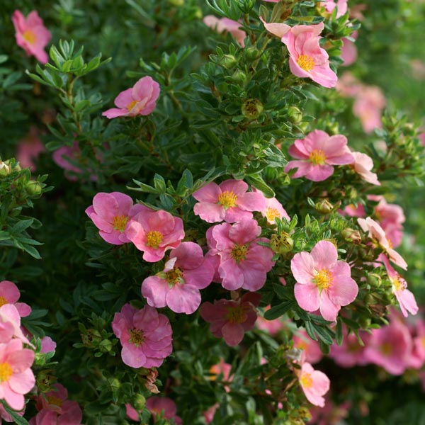Pink Beauty Potentilla - Image 3