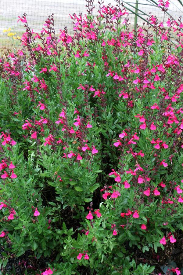 Pink Selections Salvia - Image 2