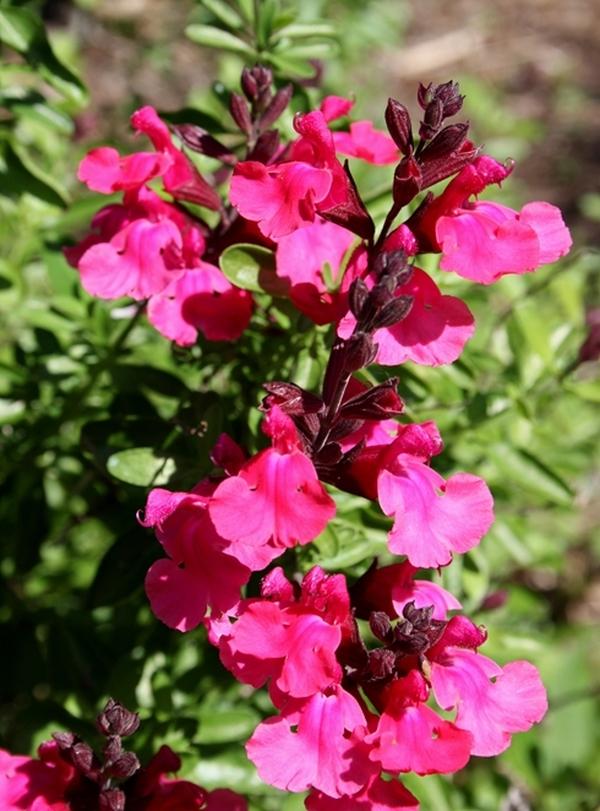 Pink Selections Salvia - Image 3
