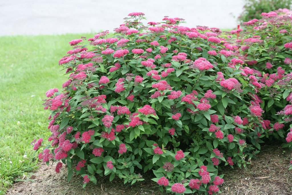 Pink Spirea - Image 2