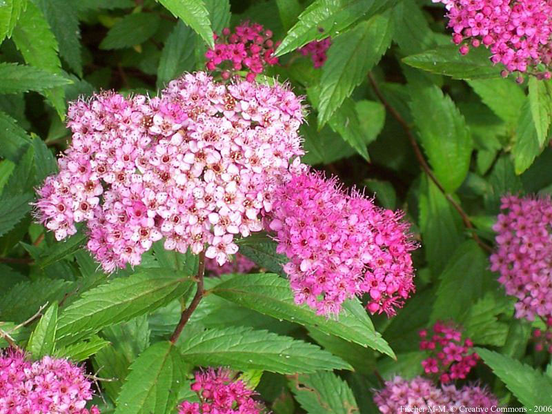 Pink Spirea - Image 3