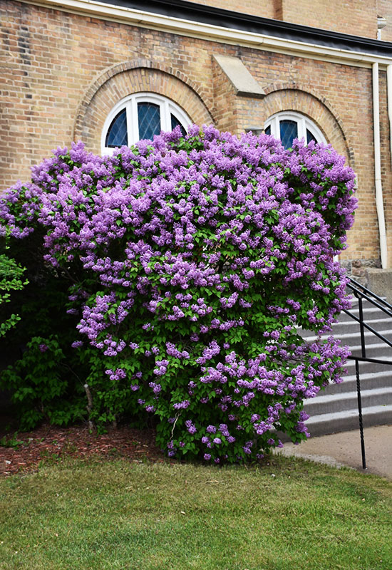 Pocahontas Lilac - Image 2