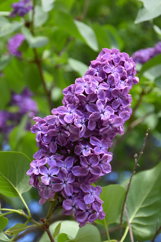 Pocahontas Lilac - Image 3