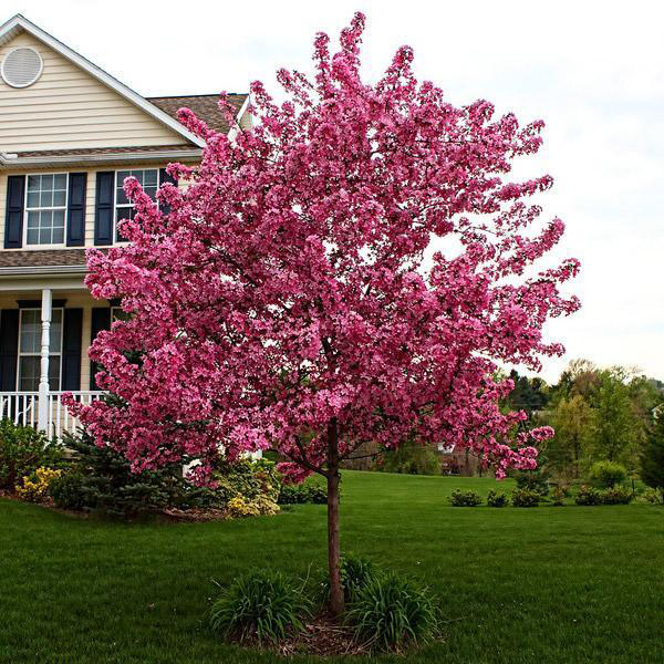 Prairfire Crabapple - Image 2