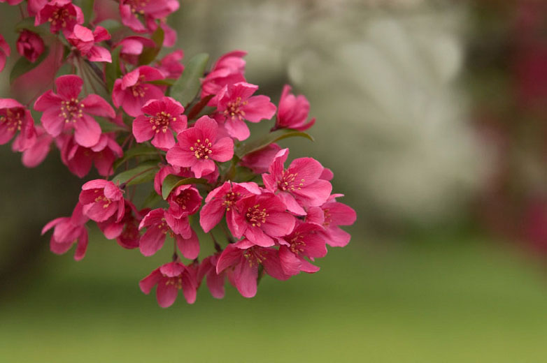 Prairfire Crabapple - Image 3