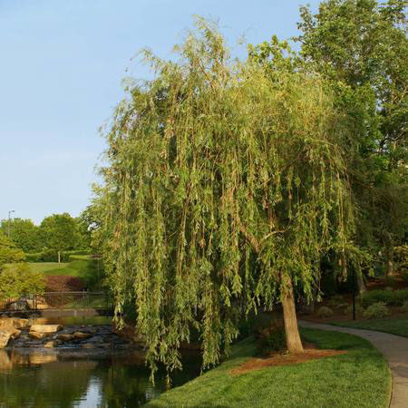 Prairie Cascade Willow - Image 2
