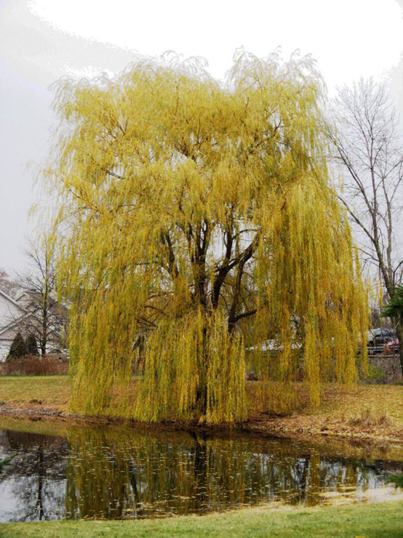 Prairie Cascade Willow - Image 3