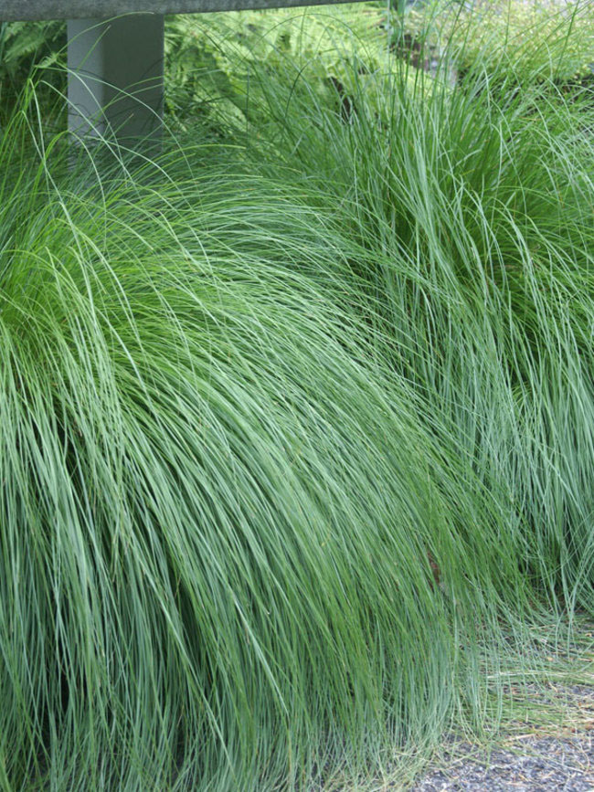 Prairie Dropseed - Image 2