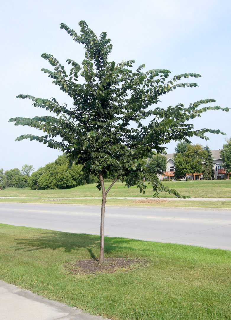 Prairie Expedition Elm - Image 2