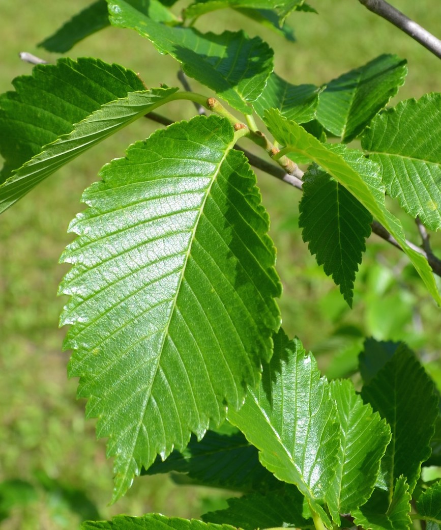 Prairie Expedition Elm - Image 3