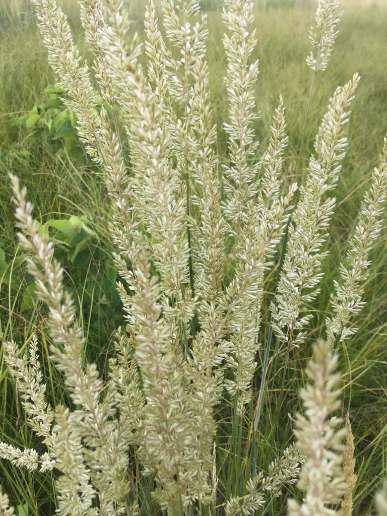 Prairie Junegrass - Image 2