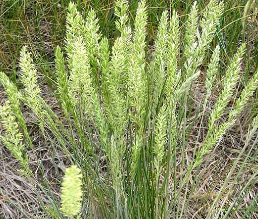 Prairie Junegrass - Image 3