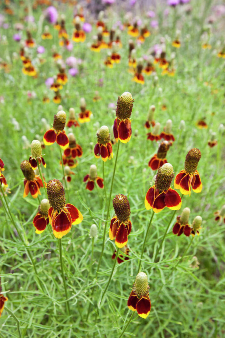 Prairie Red Coneflower - Image 2