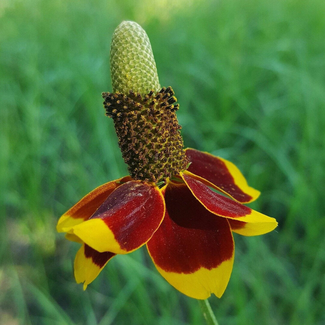 Prairie Red Coneflower - Image 3