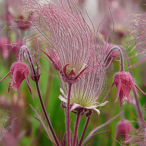 Prairie Smoke Avens - Image 2