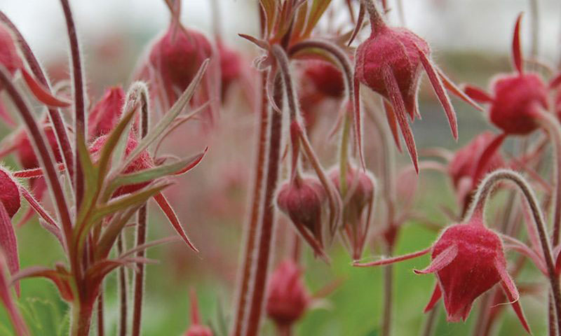 Prairie Smoke Avens - Image 3
