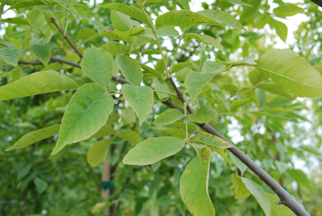 Prairie Spire Ash - Image 3