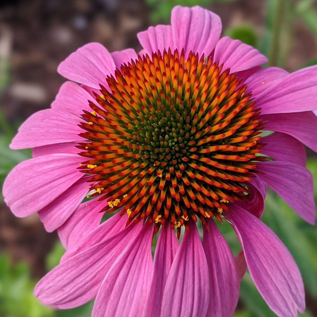 Prairie Splendor Coneflower - Image 3