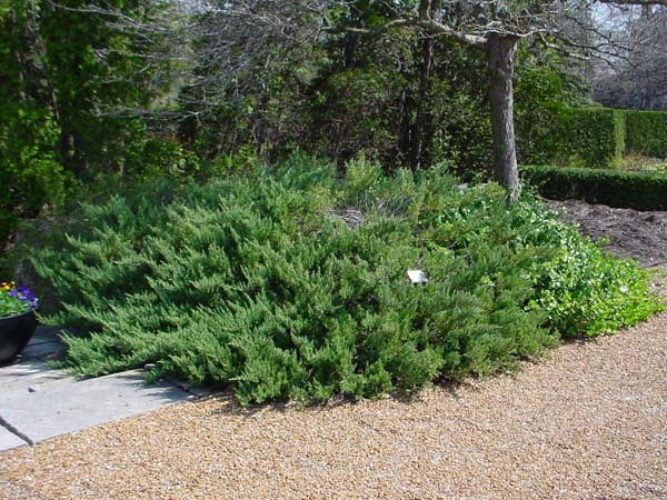 Prince of Wales Juniper - Image 2