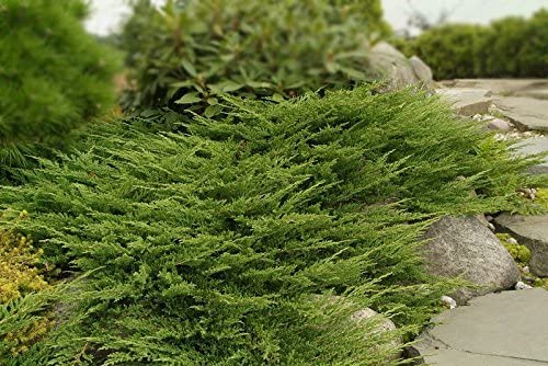 Prince of Wales Juniper - Image 3