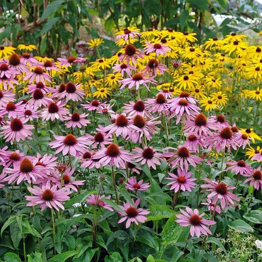 Purple Coneflower - Image 2