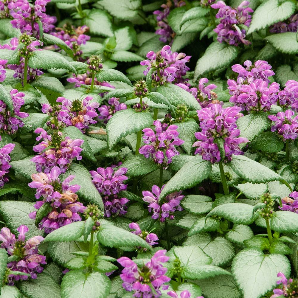 Purple Dragon Lamium - Image 2