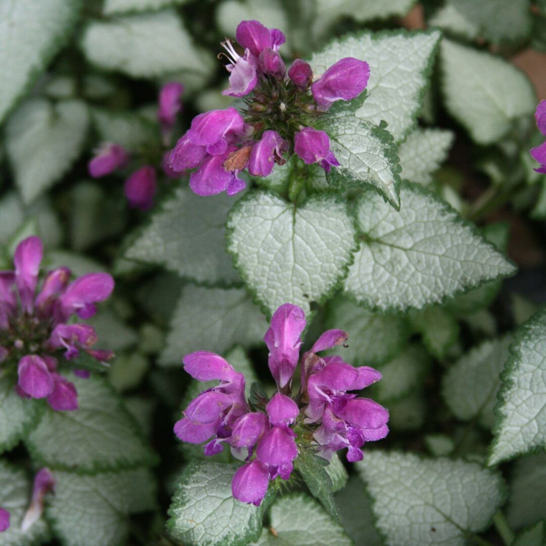 Purple Dragon Lamium - Image 3