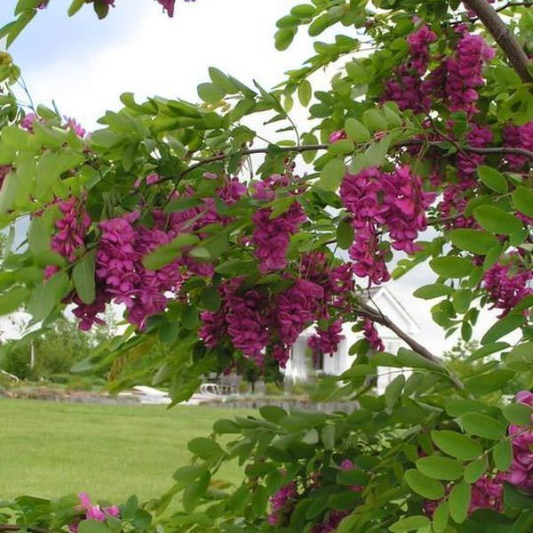 Purple Robe Locust - Image 3
