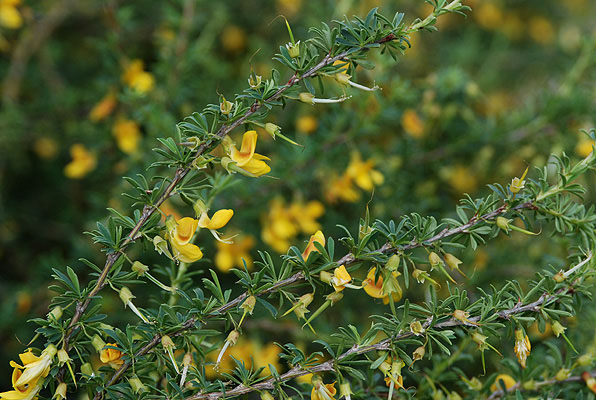 Pygmy Caragana - Image 3