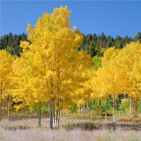 Quaking Aspen - Image 2