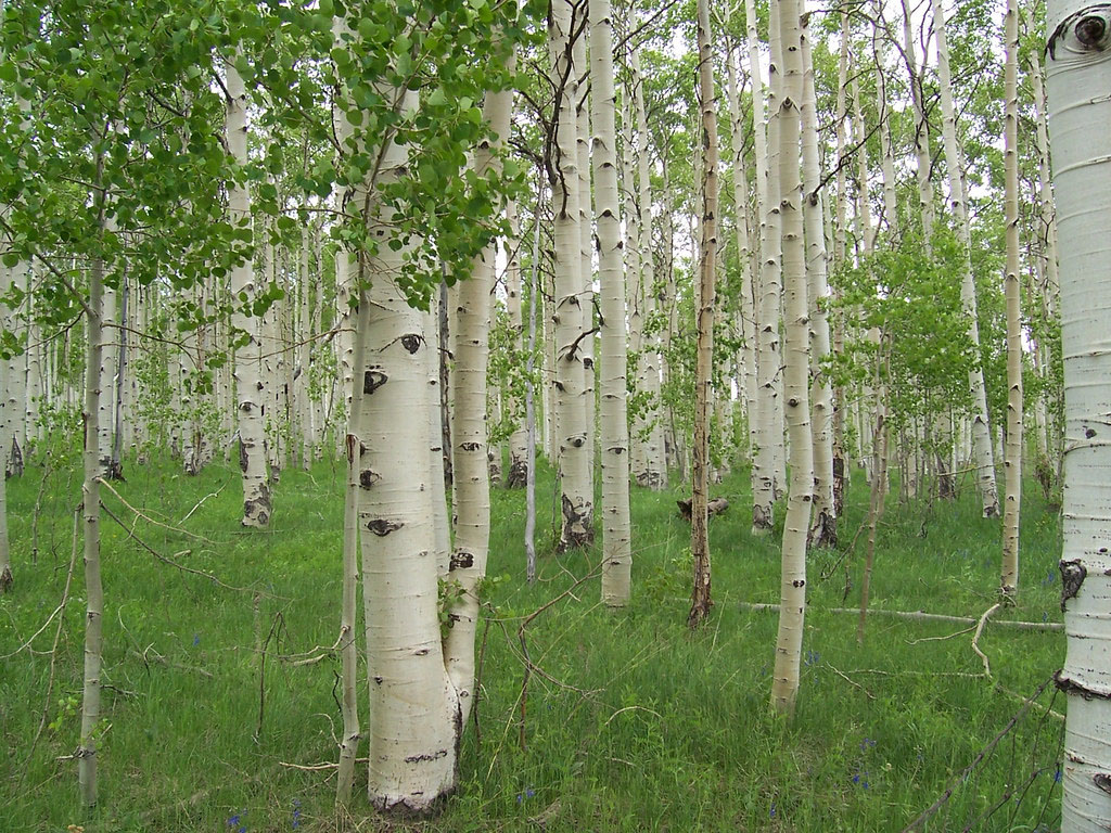 Quaking Aspen - Image 3