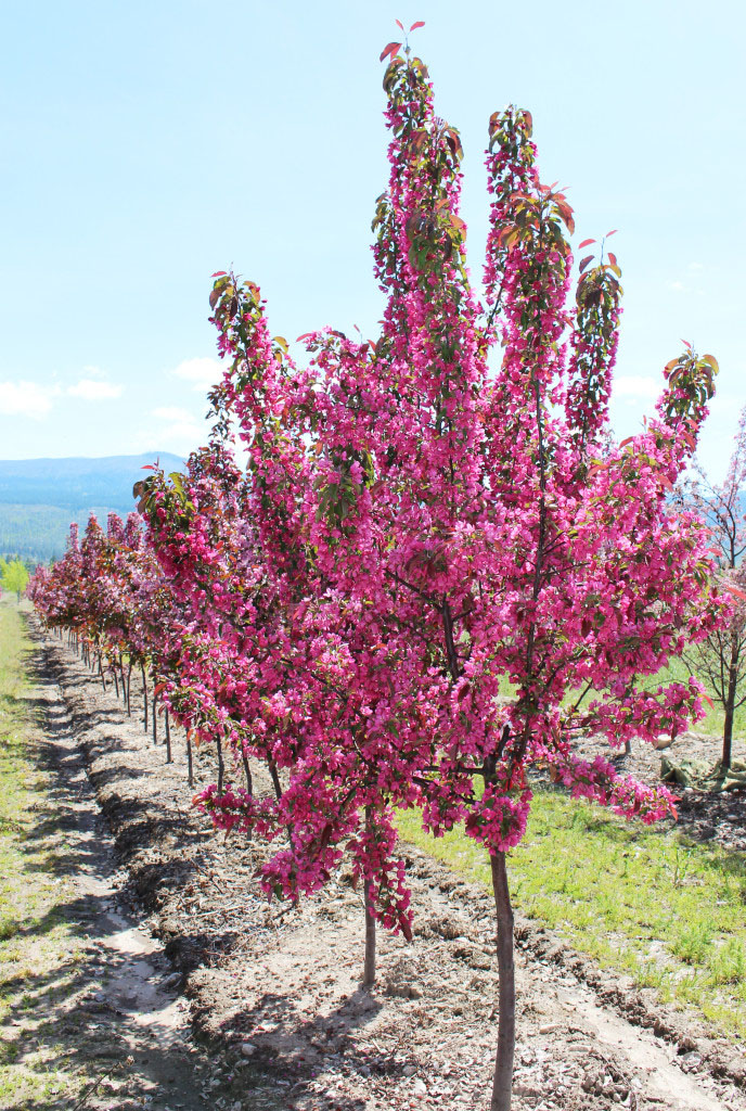 Radiant Crabapple - Image 2