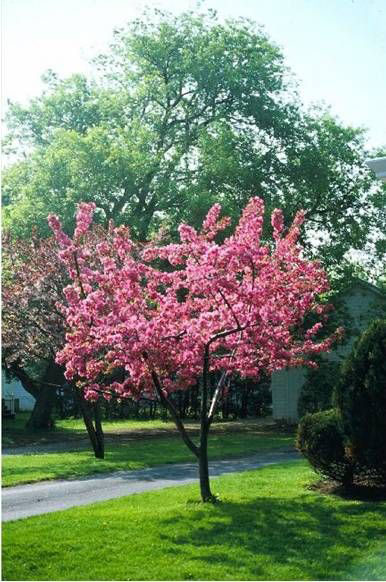 Radiant Crabapple - Image 3