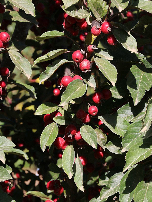 Raspberry Spear Crabapple - Image 2